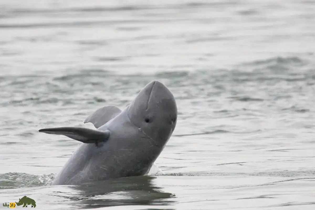 دلفین نهنگی پوزهکوتاه؛ دلفینی با پوزه کوتاه و هوش شگفتانگیز که در رودخانهها با همکاری انسانها شکار میکند دلفین نهنگی پوزهکوتاه؛ دلفینی با پوزه کوتاه و هوش شگفتانگیز که در رودخانهها با همکاری انسانها شکار میکند