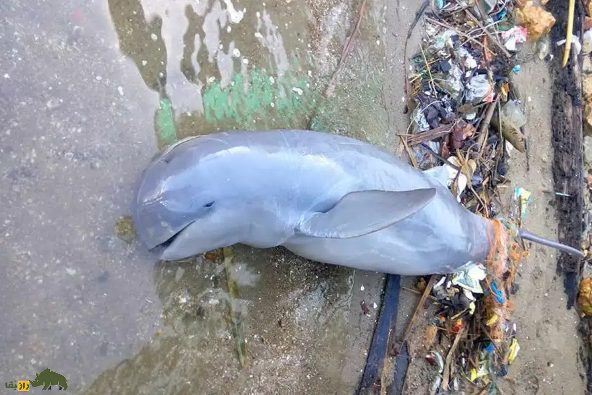 دلفین نهنگی پوزهکوتاه؛ دلفینی با پوزه کوتاه و هوش شگفتانگیز که در رودخانهها با همکاری انسانها شکار میکند دلفین نهنگی پوزهکوتاه؛ دلفینی با پوزه کوتاه و هوش شگفتانگیز که در رودخانهها با همکاری انسانها شکار میکند