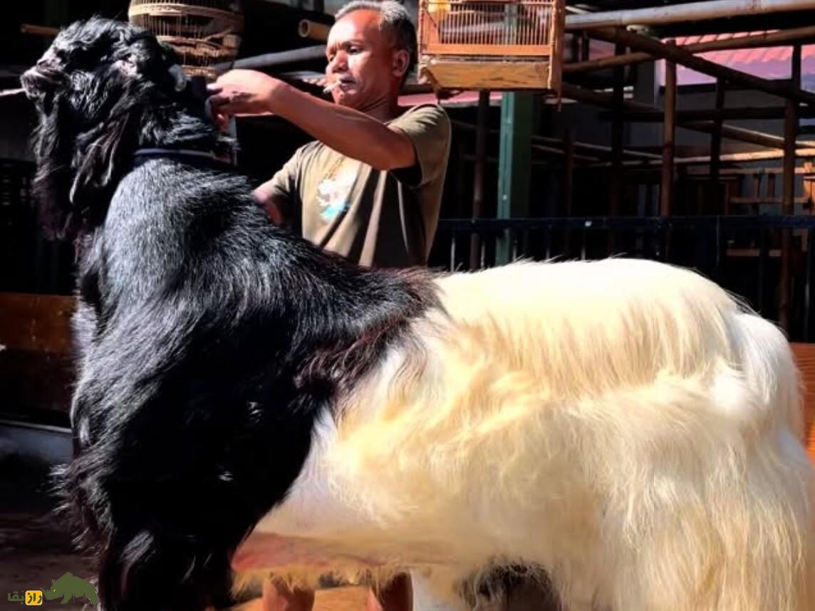 بز جَمناپاری