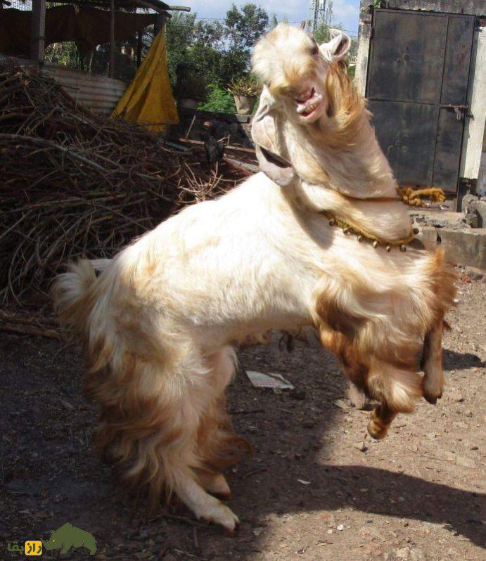 بز جَمناپاری