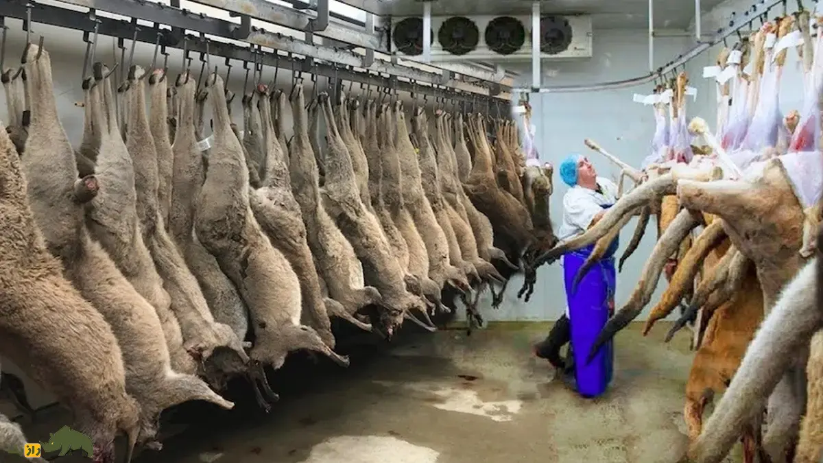 گوشت کانگورو؛ گوشت بسیار قرمز خونی با چربی بسیار کم که بهترین گوشت برای ورزشکاران و رشد عضلات است گوشت کانگورو