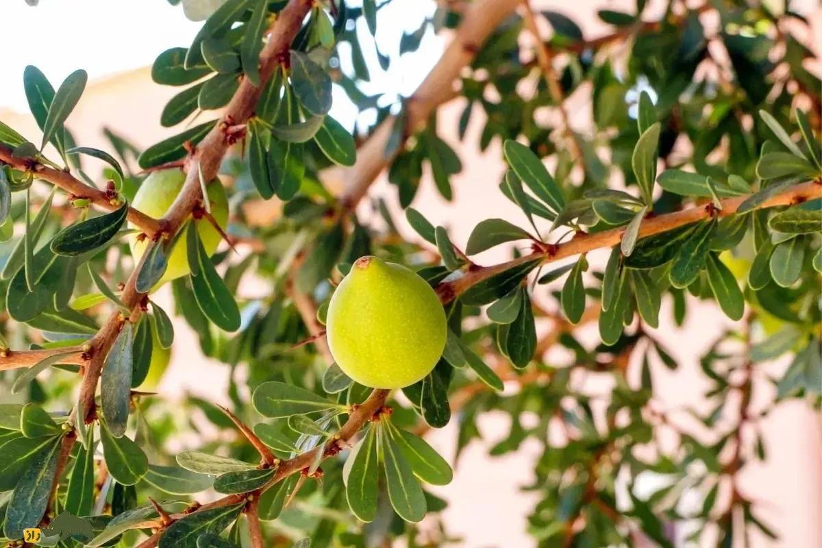 روغن آرگان؛ راز بزهای درختنورد و طلای مایع مراکش که مسیر تولید یکی از ارزشمندترین روغنهای طبیعی جهان را رقم میزند روغن آرگان؛ راز بزهای درختنورد و طلای مایع مراکش که مسیر تولید یکی از ارزشمندترین روغنهای طبیعی جهان را رقم میزند