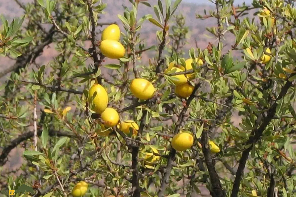 روغن آرگان؛ راز بزهای درختنورد و طلای مایع مراکش که مسیر تولید یکی از ارزشمندترین روغنهای طبیعی جهان را رقم میزند روغن آرگان؛ راز بزهای درختنورد و طلای مایع مراکش که مسیر تولید یکی از ارزشمندترین روغنهای طبیعی جهان را رقم میزند