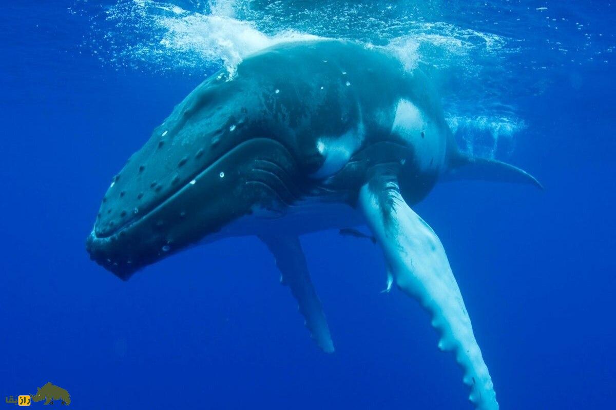 نهنگ گوژپشت زیستشناس دریایی را از حمله کوسه نجات داد نهنگ گوژپشت زیستشناس دریایی را از حمله کوسه نجات داد