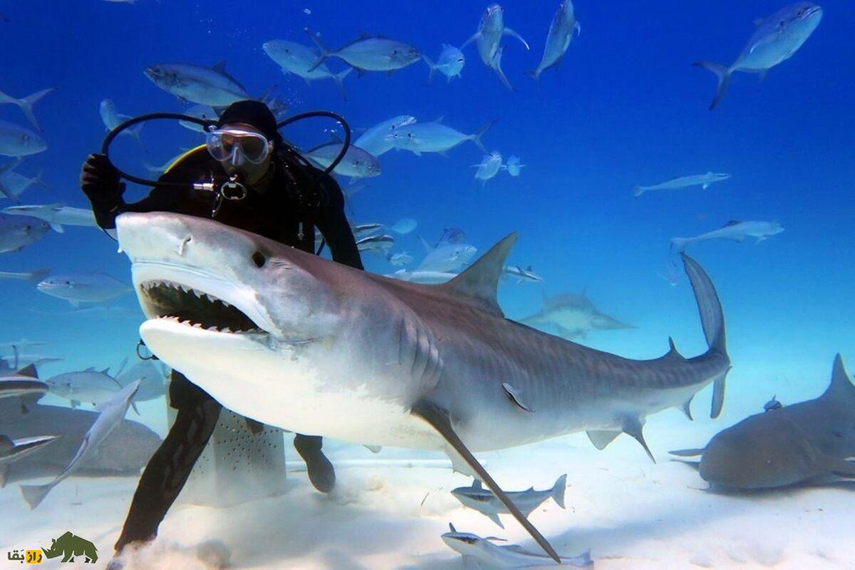 کوسه ببری در دریا کوسه ببری در دریا