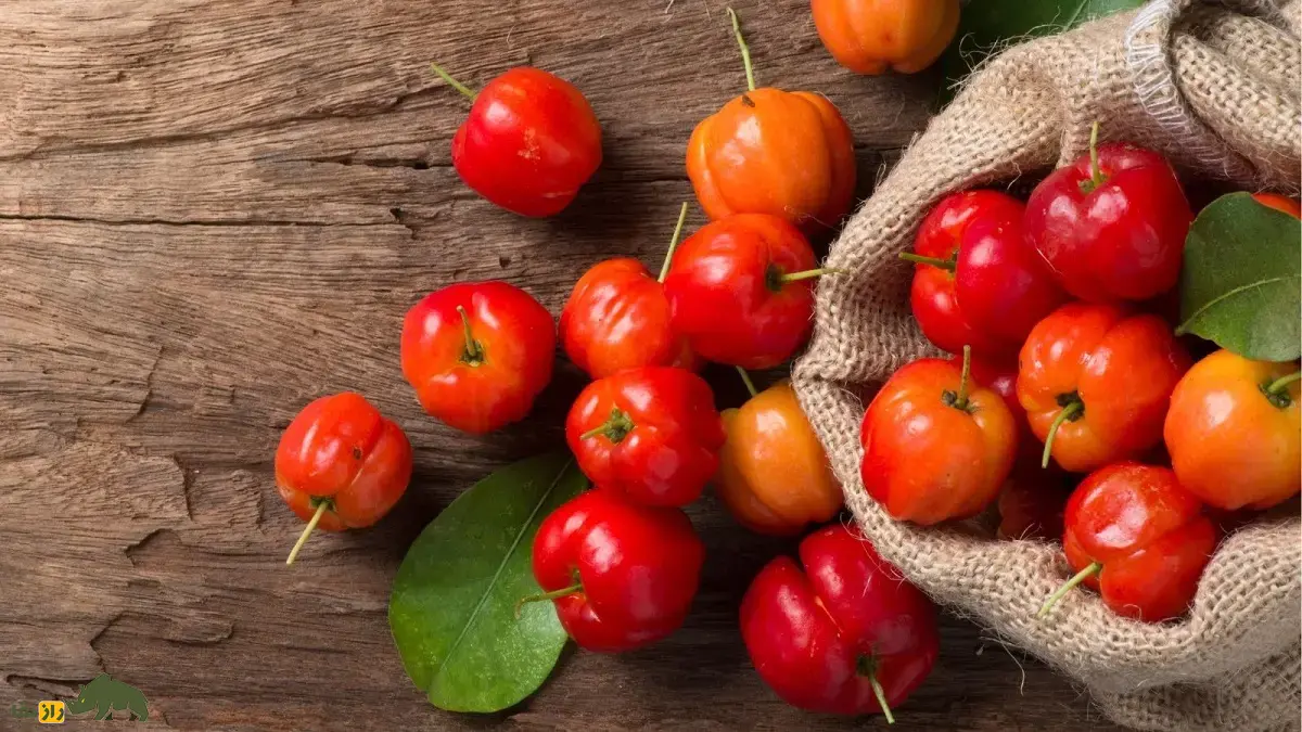گیلاس باربادوس؛ گیلاس وحشی معروف به «میوه طول عمر» که ۱۰۰ گرم آن ۲۰ برابر نیاز روزانه انسان ویتامین «سی» دارد گیلاس باربادوس