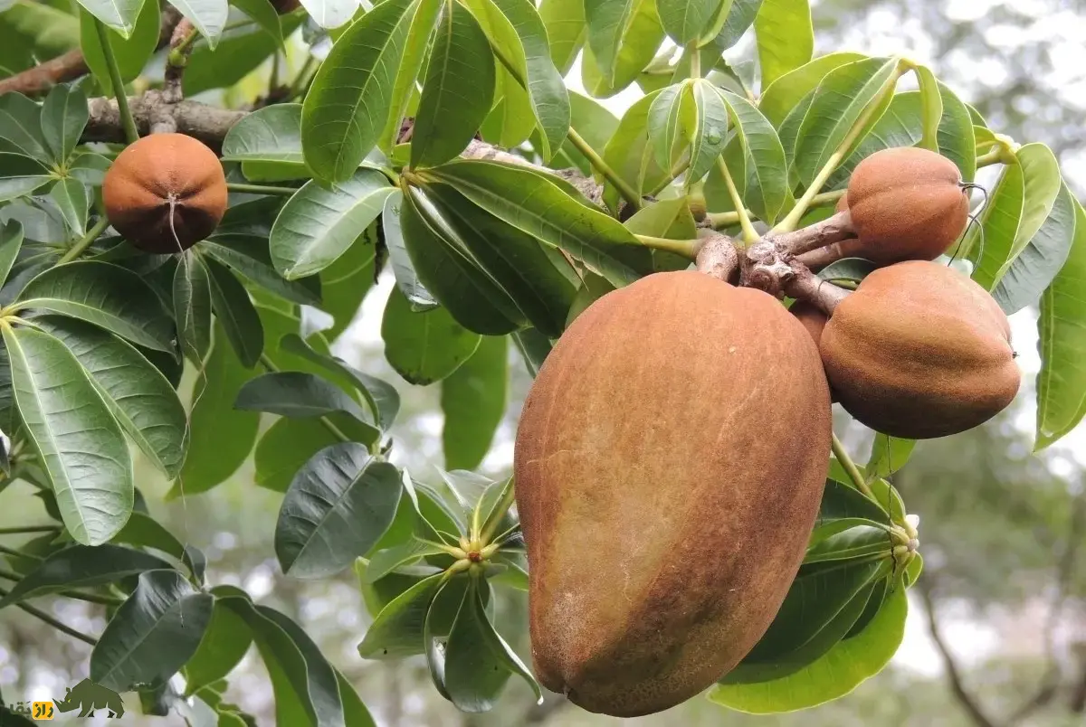 درخت پول؛ درخت با میوههای خوراکی در غلاف چوبی که استاد بقا در باتلاق است و خوششانسی در تنههای درخت حبس میشود درخت پول