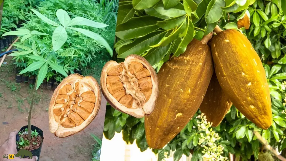 درخت پول؛ درخت با میوههای خوراکی در غلاف چوبی که استاد بقا در باتلاق است و خوششانسی در تنههای درخت حبس میشود درخت پول