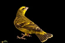 قناری پیشانیزرد؛ پرنده معروف به «آوازخوان سبز» با صدای خوشآهنگ و رفتار اجتماعی که در خانه هم قابل پرورش است