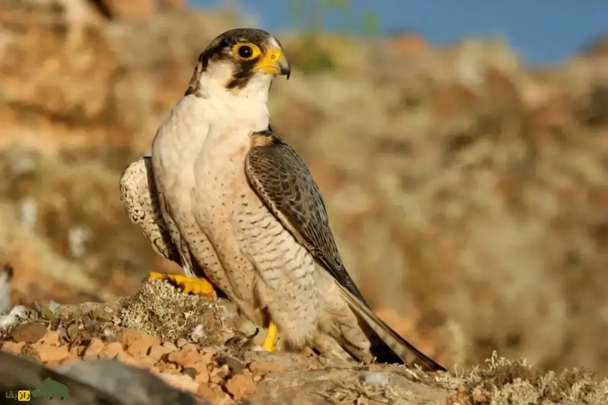 شاهین بربری؛ شکارچی بیابان‌های ایران و خاورمیانه که با سرعت باورنکردنی ۲۰۰ کیلومتر به کبوتر، قمری و خرگوش‌ها حمله می‌کند!