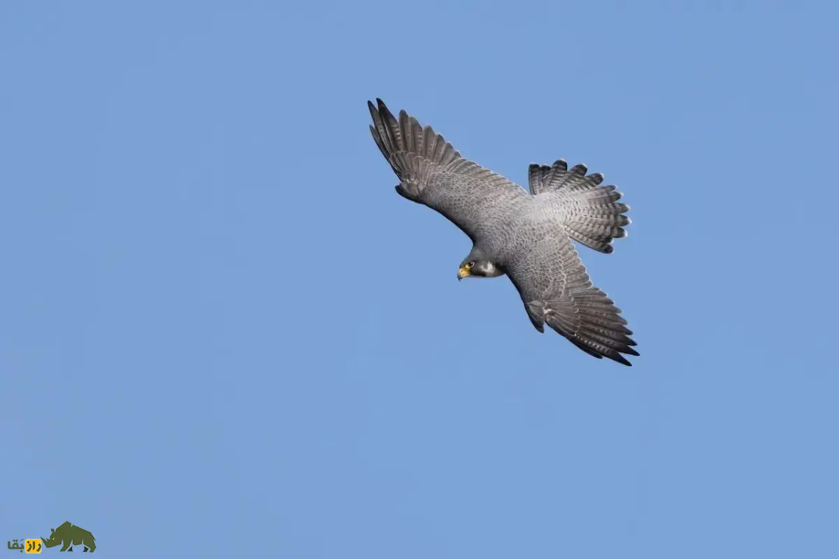 شاهین بربری؛ شکارچی بیابان‌های ایران و خاورمیانه با سرعت باورنکردنی، مهارت استثنایی که نزدیک‌ترین گونه به شاهین بحری است