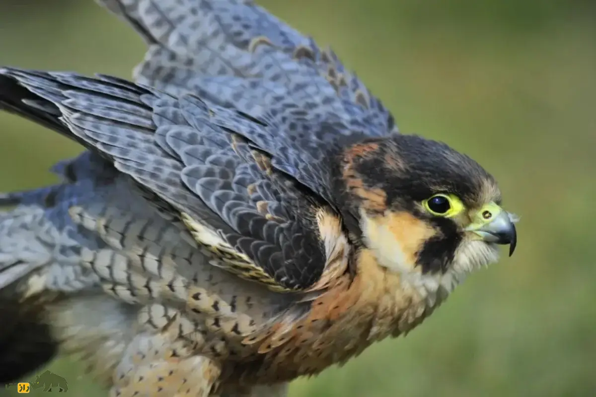 شاهین بربری؛ شکارچی بیابان‌های ایران و خاورمیانه با سرعت باورنکردنی، مهارت استثنایی که نزدیک‌ترین گونه به شاهین بحری است