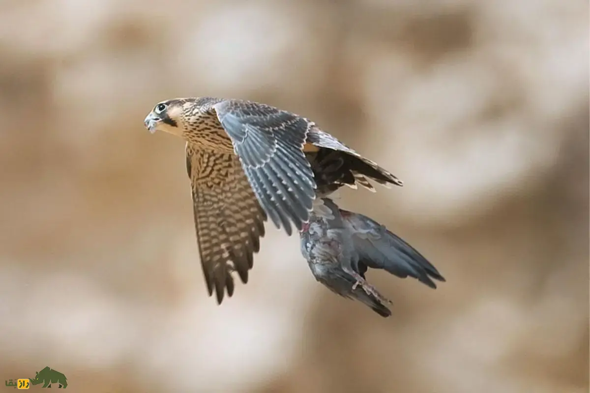 شاهین بربری؛ شکارچی بیابان‌های ایران و خاورمیانه با سرعت باورنکردنی، مهارت استثنایی که نزدیک‌ترین گونه به شاهین بحری است