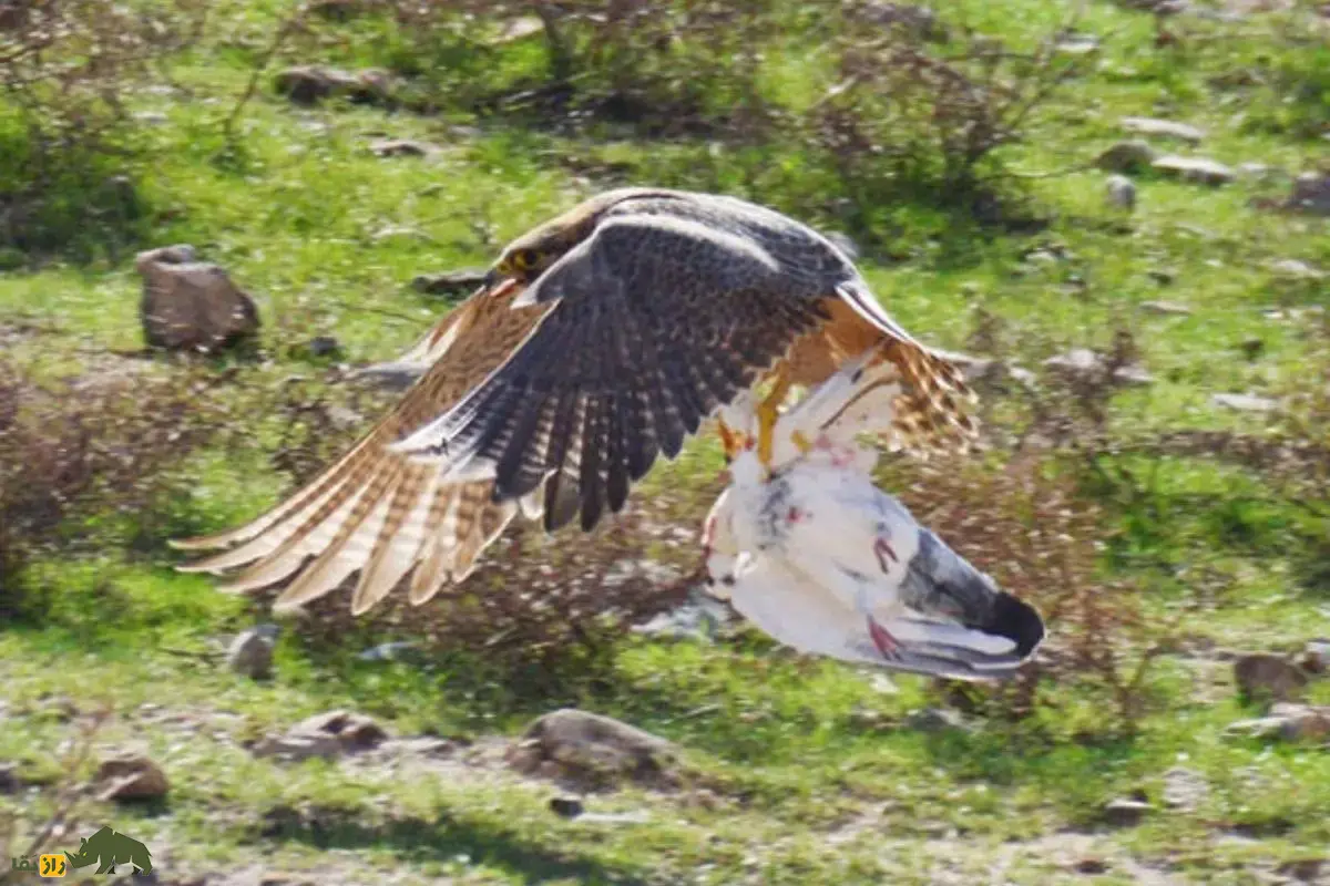 شاهین بربری؛ شکارچی بیابان‌های ایران و خاورمیانه با سرعت باورنکردنی، مهارت استثنایی که نزدیک‌ترین گونه به شاهین بحری است