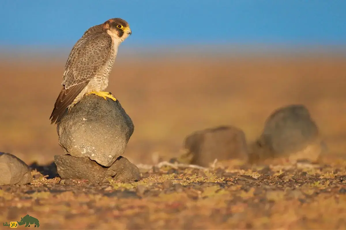 شاهین بربری؛ شکارچی بیابان‌های ایران و خاورمیانه با سرعت باورنکردنی، مهارت استثنایی که نزدیک‌ترین گونه به شاهین بحری است