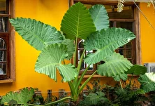 گوش‌فیل غول‌پیکر؛ گیاه معروف به «درخت گوش غول» که از برگ‌هایش به عنوان بشقاب غذا و سایه‌بان استفاده می‌شود