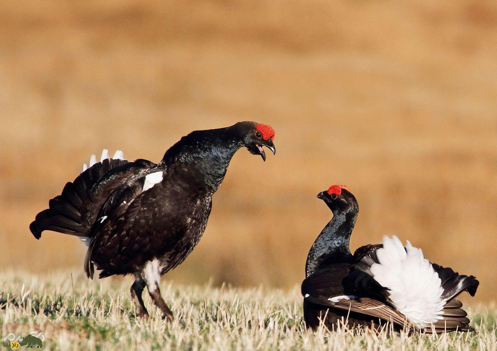 سیاه‌خروس قفقازی؛ پرنده‌ای نادر با پر‌های درخشان و نمایش جفت‌گیری شگفت‌انگیز در ارتفاعات ۳۰۰۰ متری ایران زندگی می‌کند
