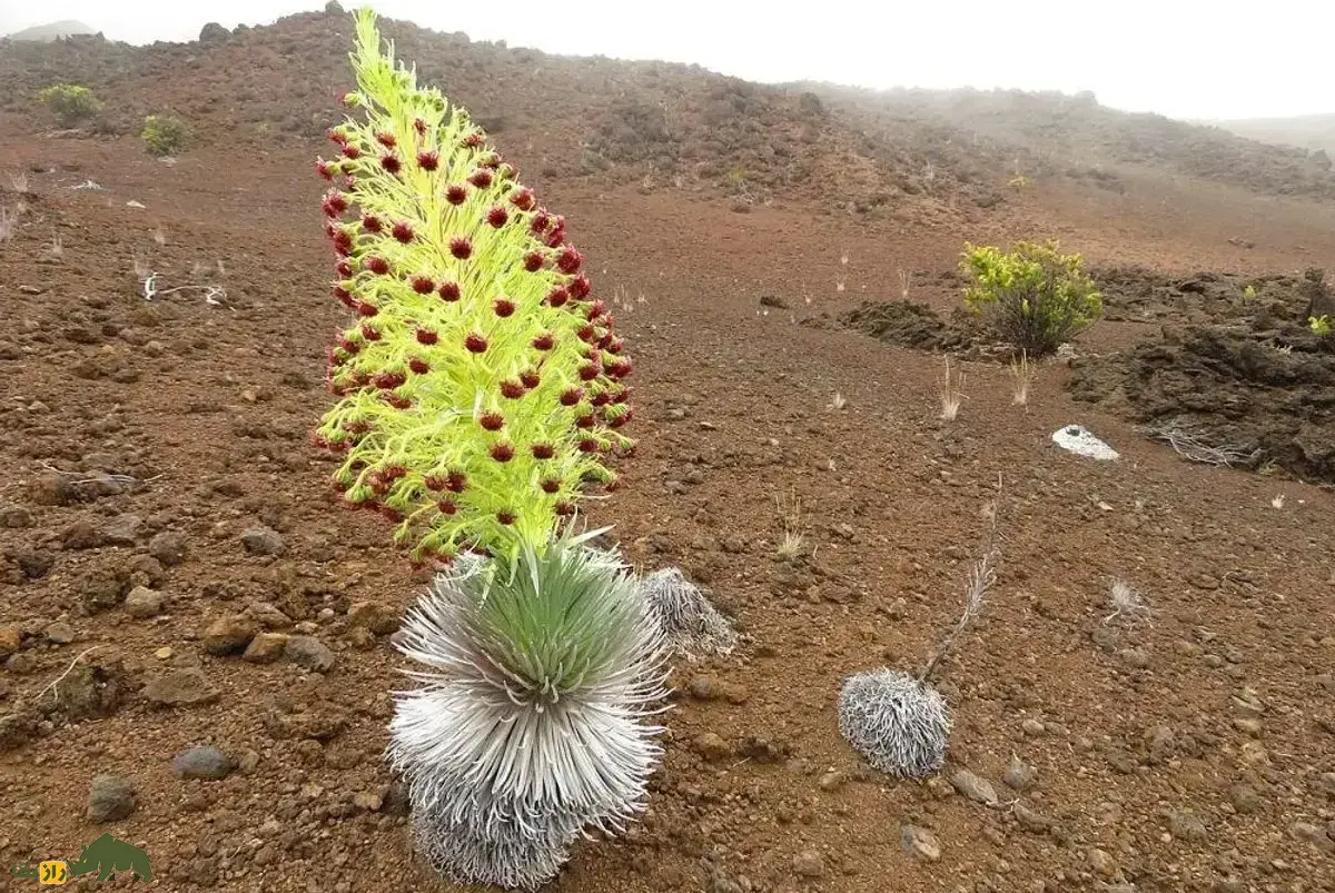 شمشیر نقره‌ای هالیکالا؛ گیاه معروف به «گل صبر» با ظاهری فرازمینی که بعد از ۵۰ سال گل می‌دهد و می‌میرد