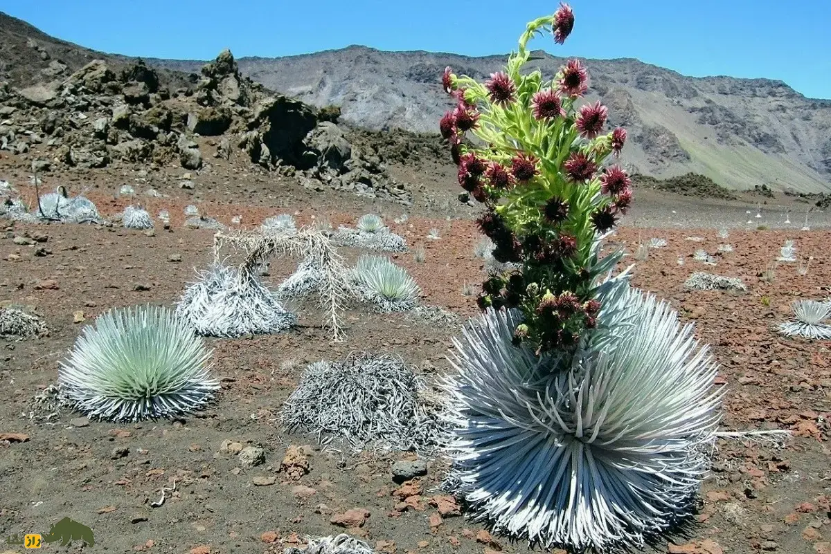 شمشیر نقره‌ای هالیکالا