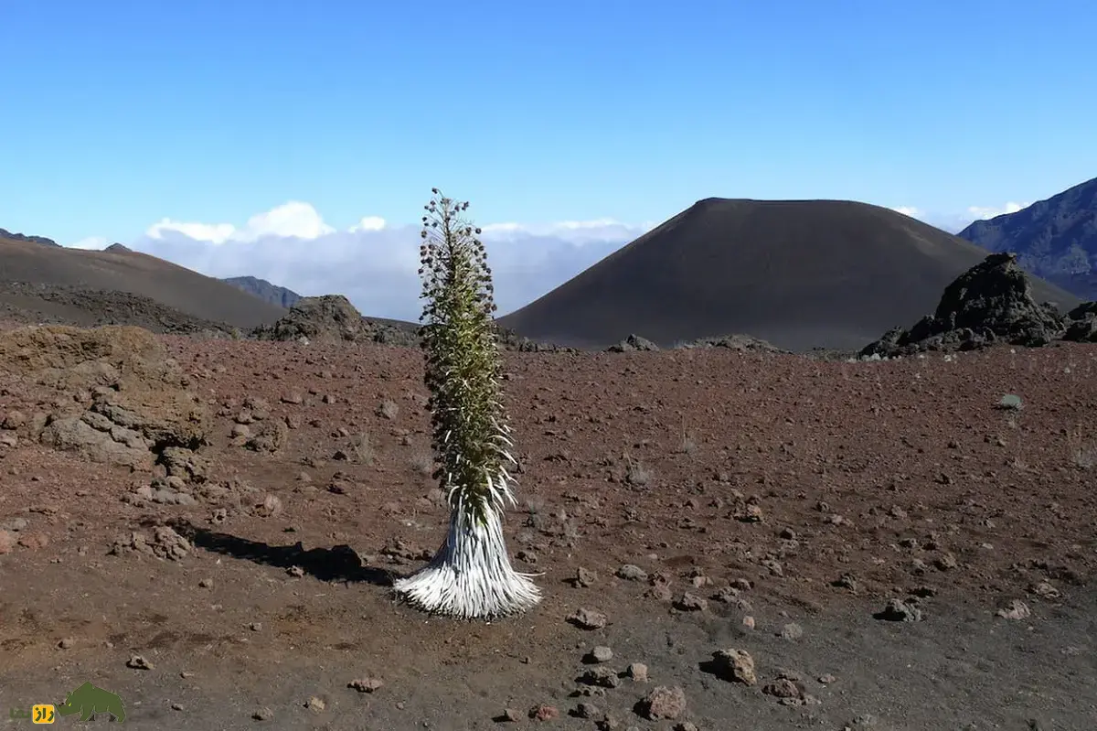 شمشیر نقره‌ای هالیکالا