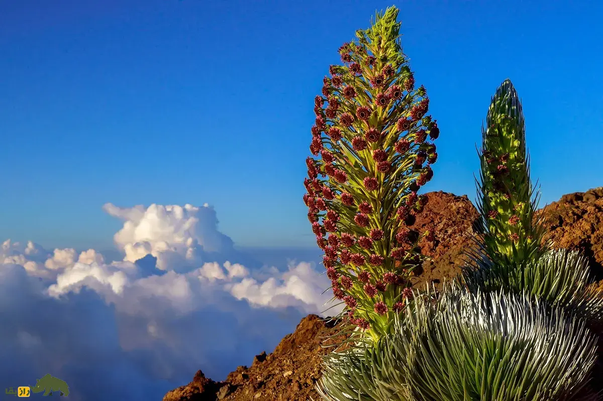 شمشیر نقره‌ای هالیکالا