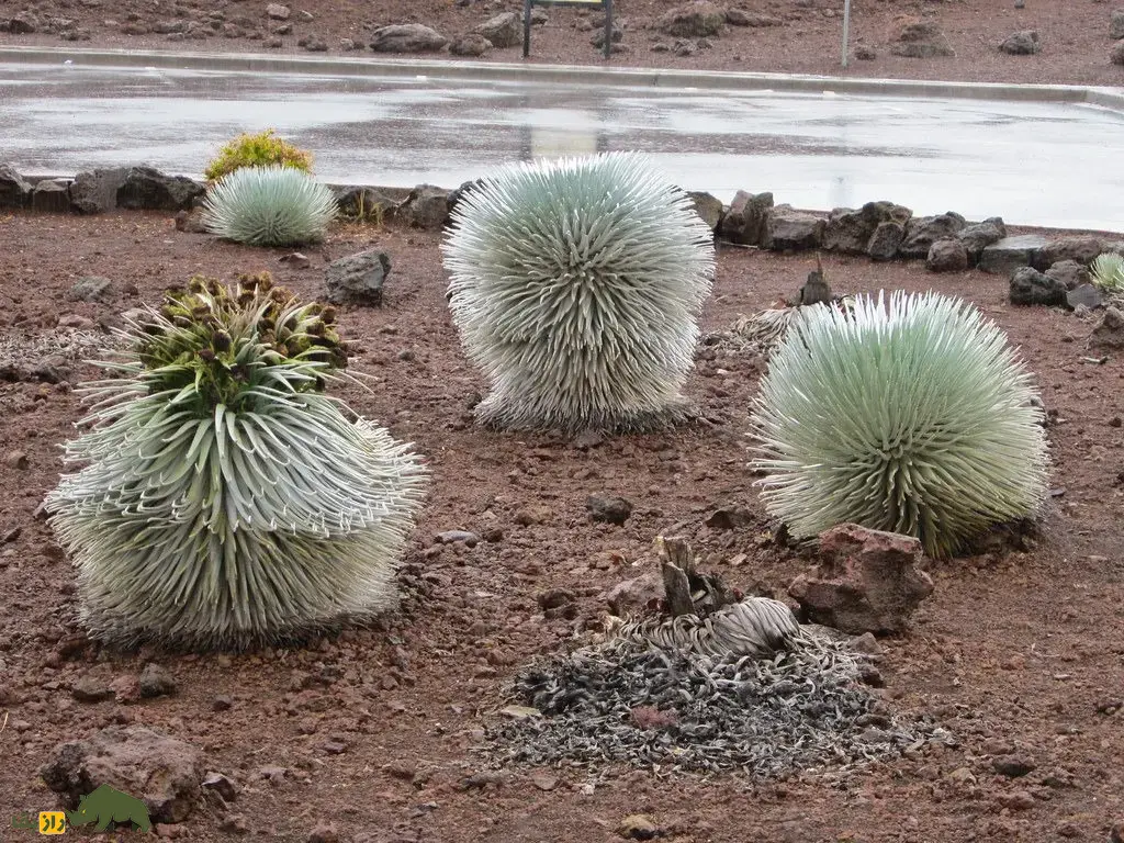 شمشیر نقره‌ای هالیکالا