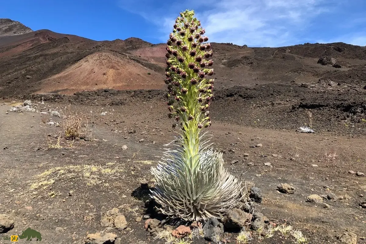 شمشیر نقره‌ای هالیکالا