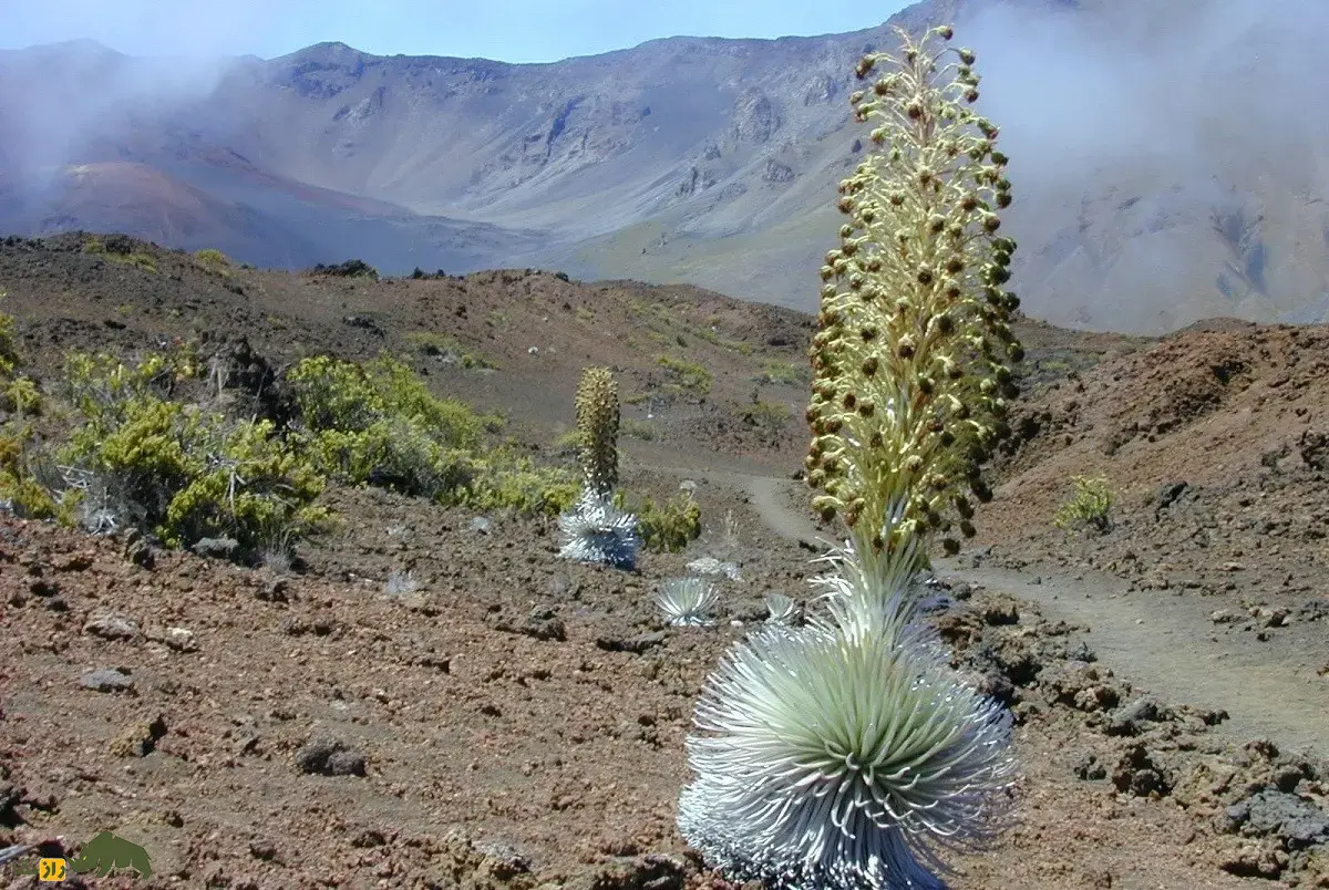 شمشیر نقره‌ای هالیکالا