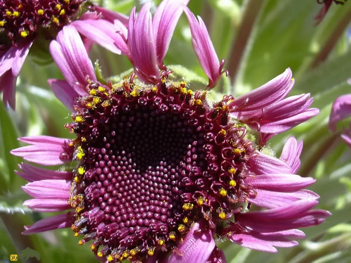 شمشیر نقره‌ای هالیکالا