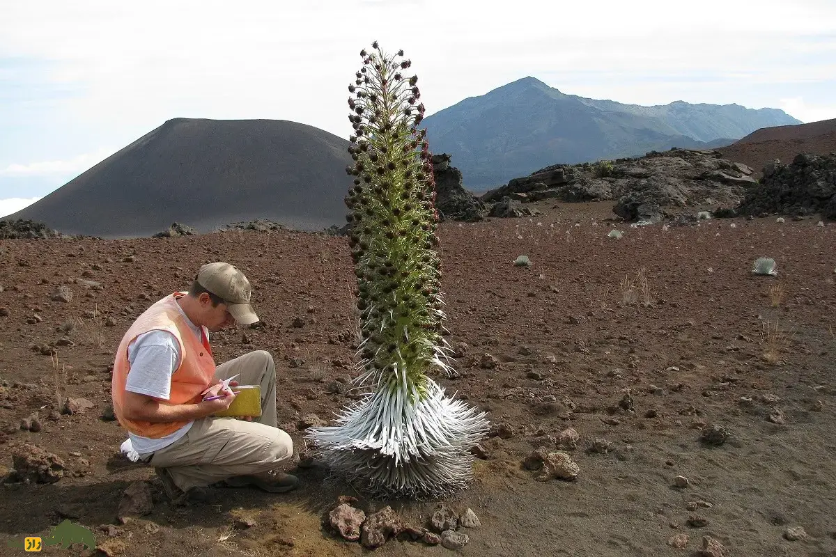 شمشیر نقره‌ای هالیکالا