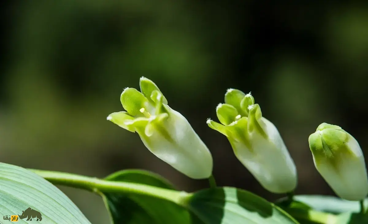 شقاقُل یا مُهر سلیمان؛ گیاهی با زنگولههای سفید که مهر پادشاهی حضرت سلیمان دارد و به درمان شکستگی استخوان معروف است شقاقُل یا مُهر سلیمان