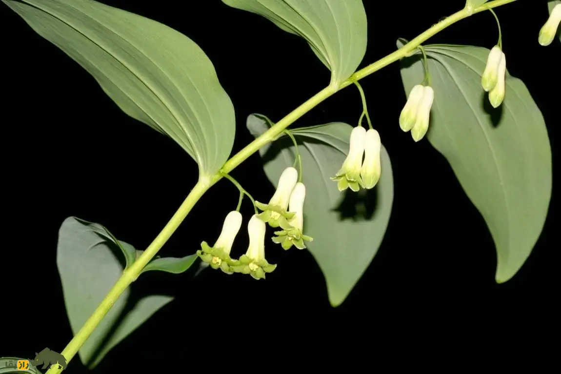 شقاقُل یا مُهر سلیمان؛ گیاهی با زنگولههای سفید که مهر پادشاهی حضرت سلیمان دارد و به درمان شکستگی استخوان معروف است شقاقُل یا مُهر سلیمان