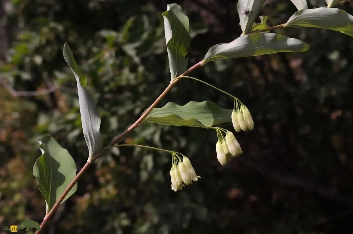 شقاقُل یا مُهر سلیمان؛ گیاهی با زنگولههای سفید که مهر پادشاهی حضرت سلیمان دارد و به درمان شکستگی استخوان معروف است شقاقُل یا مُهر سلیمان
