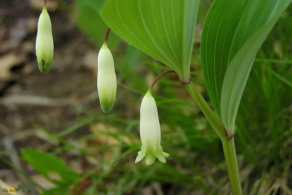 شقاقُل یا مُهر سلیمان؛ گیاهی با زنگولههای سفید که مهر پادشاهی حضرت سلیمان دارد و به درمان شکستگی استخوان معروف است شقاقُل یا مُهر سلیمان