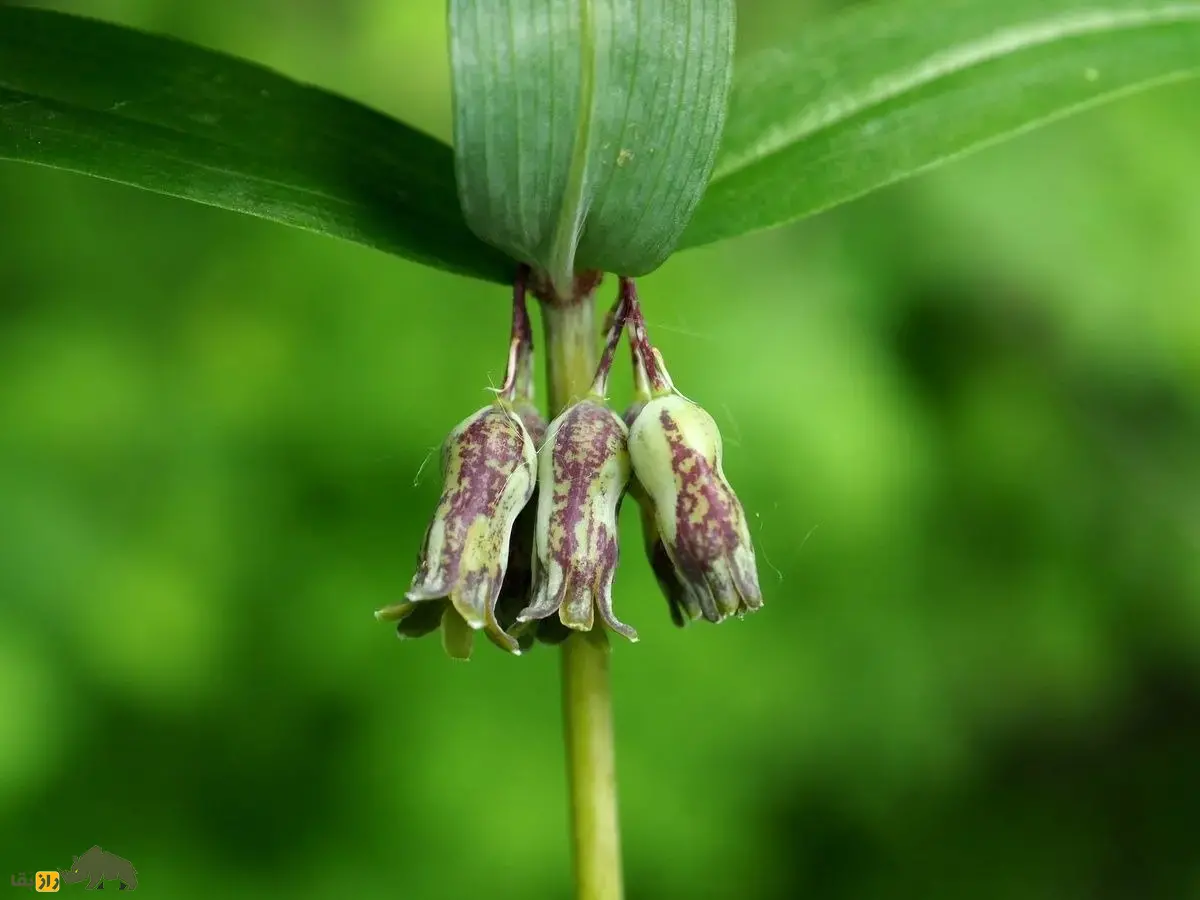 شقاقُل یا مُهر سلیمان؛ گیاهی با زنگولههای سفید که مهر پادشاهی حضرت سلیمان دارد و به درمان شکستگی استخوان معروف است شقاقُل یا مُهر سلیمان