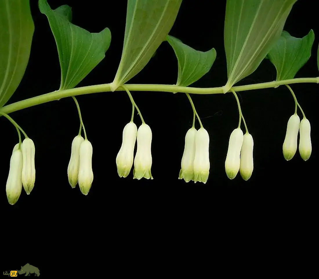 شقاقُل یا مُهر سلیمان؛ گیاهی با زنگولههای سفید که مهر پادشاهی حضرت سلیمان دارد و به درمان شکستگی استخوان معروف است شقاقُل یا مُهر سلیمان