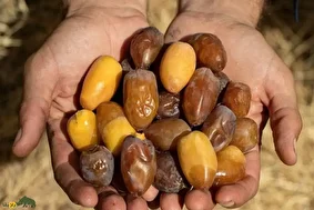 خرمای کبکاب؛ خرمای طلایی جنوب ایران با طعمی شیرین، بافت نیمهخشک و ارزش اقتصادی بالا که هم هندیها و روسها عاشق آن هستند