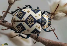 سوسک کالیگرافا؛ سوسک برگخوار و پر از نقش و نگار که خطوط روی بالهایش شبیه خط نستعلیق و خوشنویسی ایرانی است