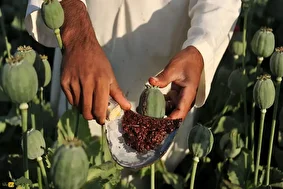 کشت خشخاش در ایران؛ شرایط قانونی کشت خشخاش در ایران اعلام شد