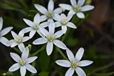 شیر مُرغ یا علف تگرگی؛ گل معروف به «ستاره بیت‌لحم» که نماد تسکین و درمان غم است و در استان مازندران می‌روید