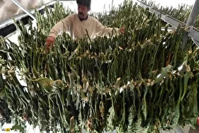 ناس یا نسوار؛ ترکیب تنباکو و آهک و سوغات شیطانی افغانستان با نیکوتین بسیار بالا که تمام جهان را آلوده کرده است