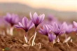 زعفران جوقاسم؛ گیاه خودرو و خوراکی زاگرس که در برف شکوفه می‌دهد و در استان‌های ایلام و کرمانشاه رشد می‌کند