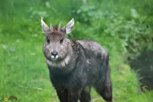 گورال چینی؛ بز صخره‌ای با شمایلی شبیه آهو که کف سم‌هایش مانند لاستیک است و عمودی از کوه بالا می‌رود!