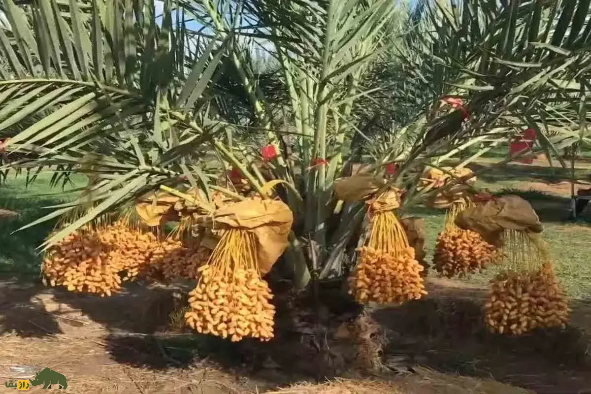 درختان مقدس ایران؛ سرو جاودانه، نخل زنده و انجیر اسرارآمیز در باور‌های باستانی و افسانه‌های کهن ایرانی