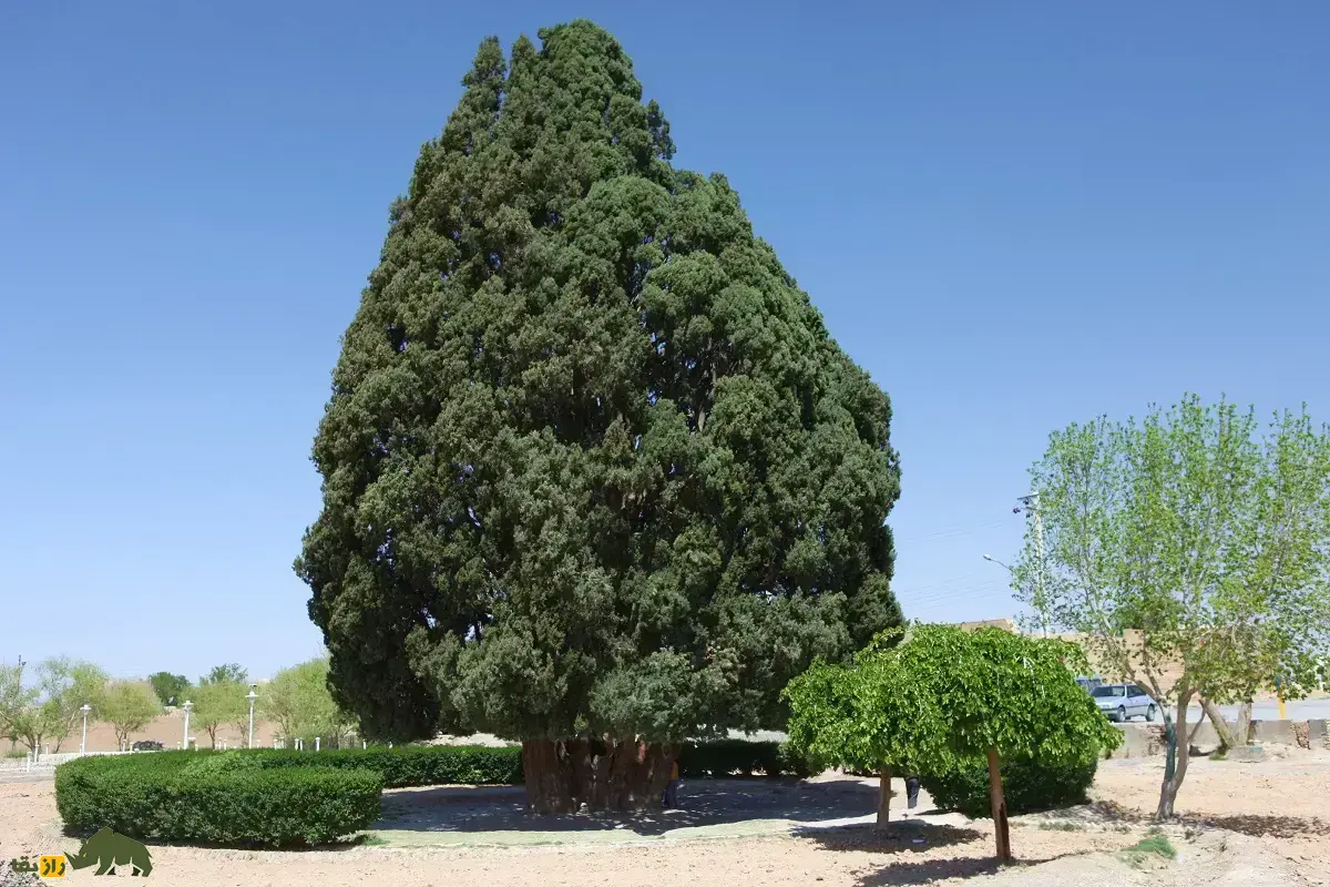 درختان مقدس ایران؛ سرو جاودانه، نخل زنده و انجیر اسرارآمیز در باور‌های باستانی و افسانه‌های کهن ایرانی