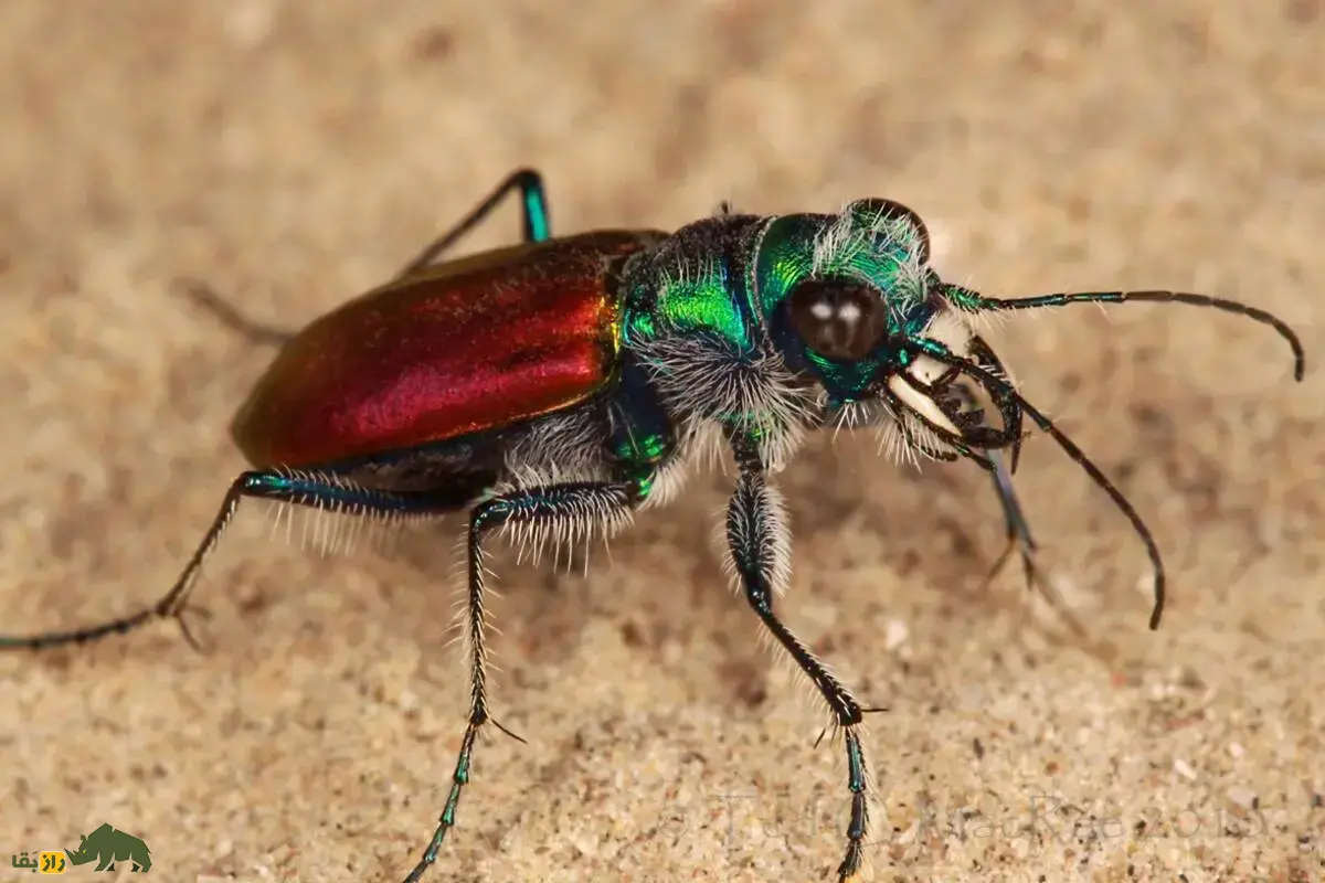 سوسک ببری؛ وحشیترین، سریعترین و درندهترین حشره روی زمین که میتواند با سرعت 9 کیلومتر بر ساعت بدود! سوسک ببری