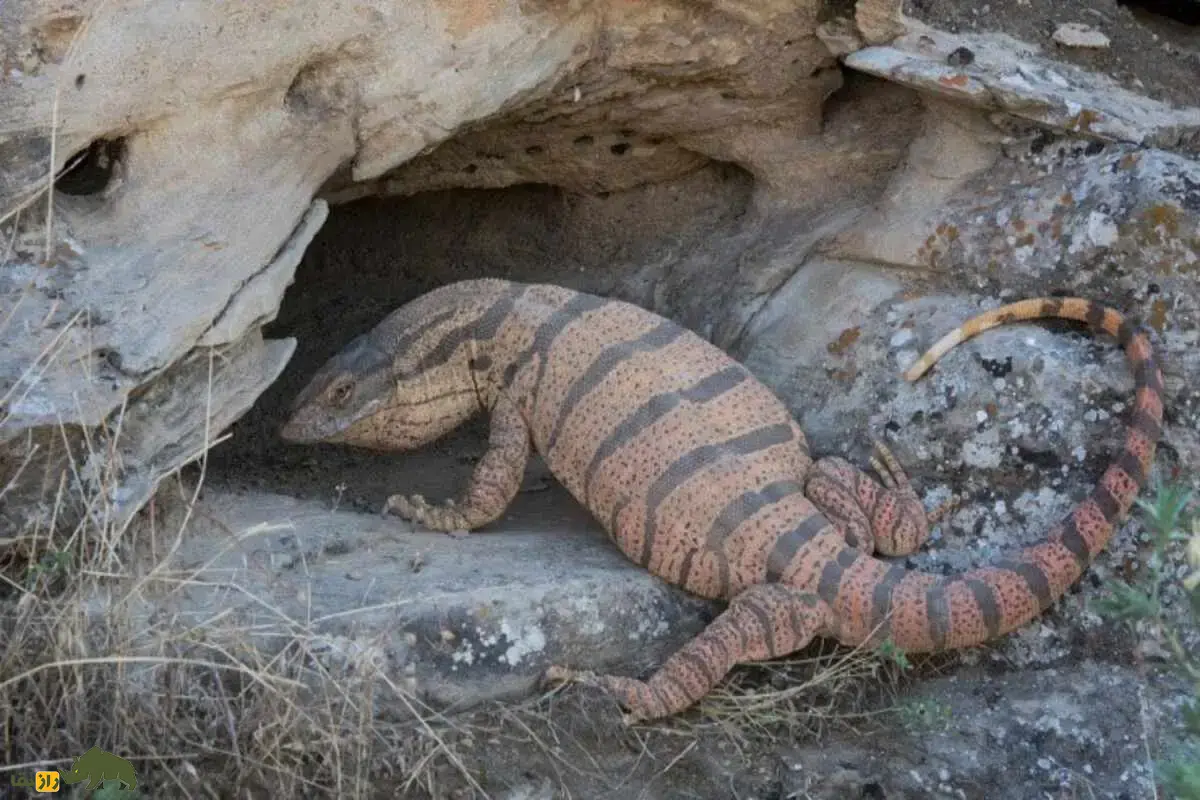 بزمجه خزری؛ بزرگترین مارمولک ایران در بیابانهای شرق کشور که با جثه عظیم و رفتار هوشمندش به غول خاموش طبیعت ایران تبدل شده است بزمجه خزری؛ بزرگترین مارمولک ایران در بیابانهای شرق کشور که با جثه عظیم و رفتار هوشمندش به غول خاموش طبیعت ایران تبدل شده است