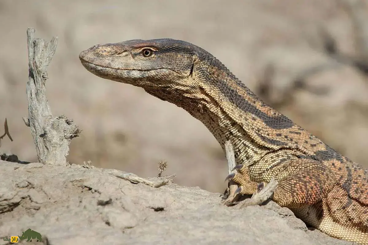 بزمجه خزری؛ بزرگترین مارمولک ایران در بیابانهای شرق کشور که با جثه عظیم و رفتار هوشمندش به غول خاموش طبیعت ایران تبدل شده است بزمجه خزری؛ بزرگترین مارمولک ایران در بیابانهای شرق کشور که با جثه عظیم و رفتار هوشمندش به غول خاموش طبیعت ایران تبدل شده است