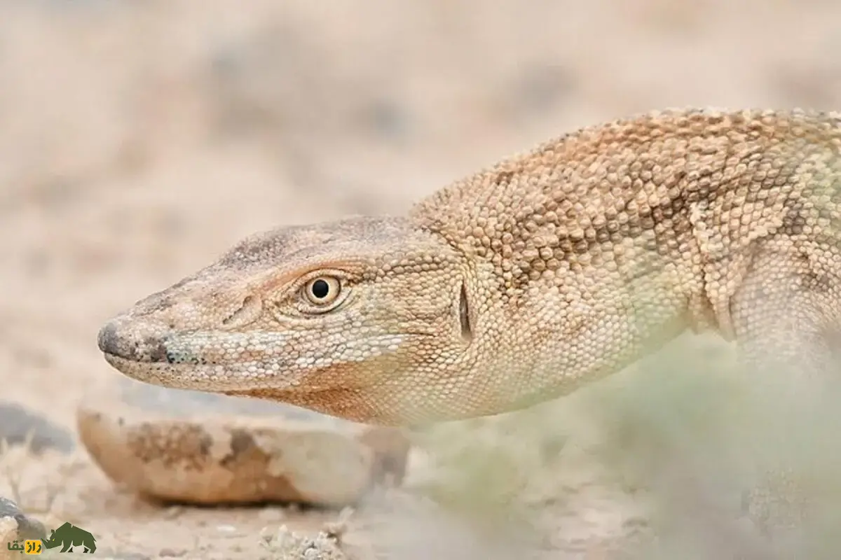 بزمجه خزری؛ بزرگترین مارمولک ایران در بیابانهای شرق کشور که با جثه عظیم و رفتار هوشمندش به غول خاموش طبیعت ایران تبدل شده است بزمجه خزری؛ بزرگترین مارمولک ایران در بیابانهای شرق کشور که با جثه عظیم و رفتار هوشمندش به غول خاموش طبیعت ایران تبدل شده است