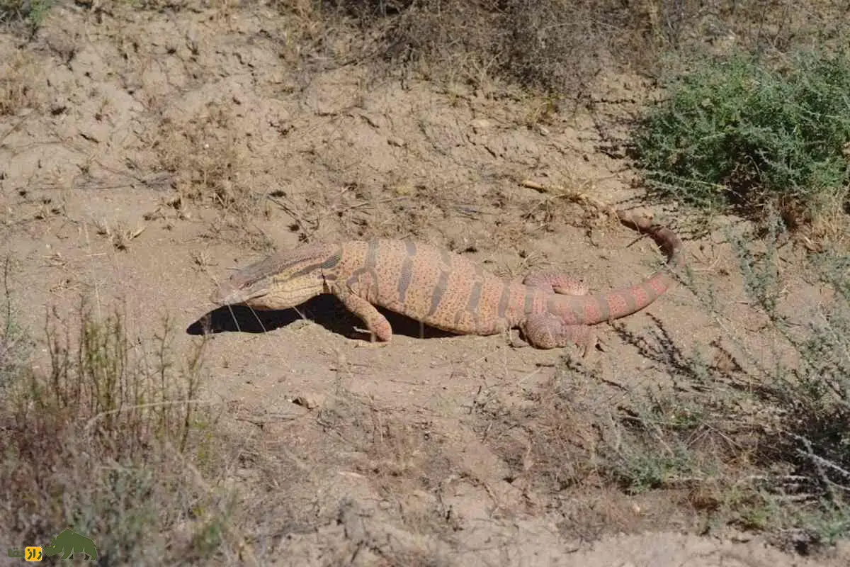 بزمجه خزری؛ بزرگترین مارمولک ایران در بیابانهای شرق کشور که با جثه عظیم و رفتار هوشمندش به غول خاموش طبیعت ایران تبدل شده است بزمجه خزری؛ بزرگترین مارمولک ایران در بیابانهای شرق کشور که با جثه عظیم و رفتار هوشمندش به غول خاموش طبیعت ایران تبدل شده است